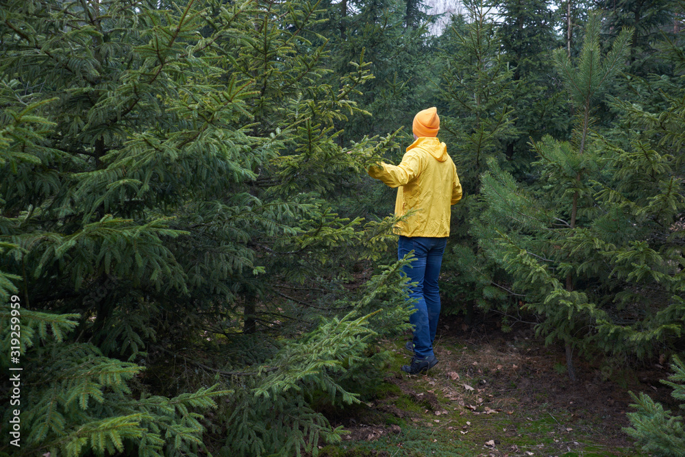 Man, weared in yellow raincoat,  wandering up and down the young spruce forest