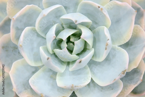 Cactus beautiful plant summer minimal style
