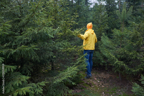 Man, weared in yellow raincoat, wandering up and down the young spruce forest