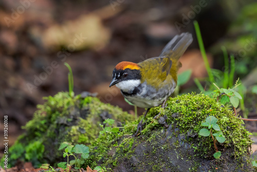 Chestnut-capped Brush-finch - Arremon brunneinucha, beautiful colored perching bird from  South America forests, eastern Andean slopes, Guango lodge, Ecuador. photo