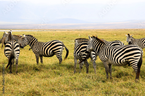 Animals spotted on safari in Tanzania