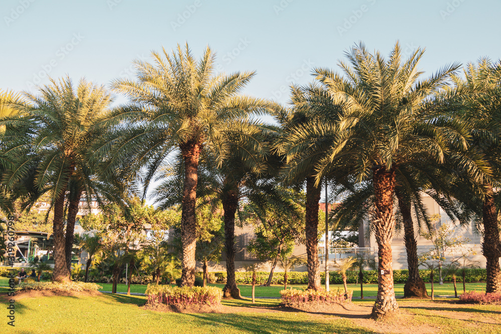 Phoenix sylvestris or Silver date palm tree in a garden.Common names including the Indian date,Sugar date palm,wild date palm.