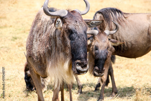 Photography Animals spotted on safari in Tanzania