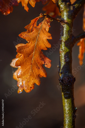 Wallpaper Mural Yellow oak leaves sunlit in winter, shallow depth of field Torontodigital.ca