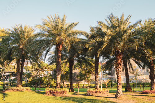 Phoenix sylvestris or Silver date palm tree in a garden.Common names including the Indian date,Sugar date palm,wild date palm. © alohapatty