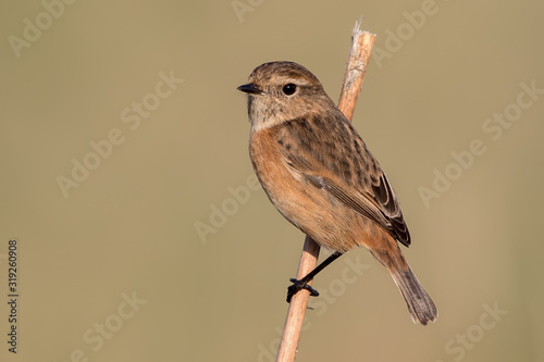 Stonechat Perched on Grass