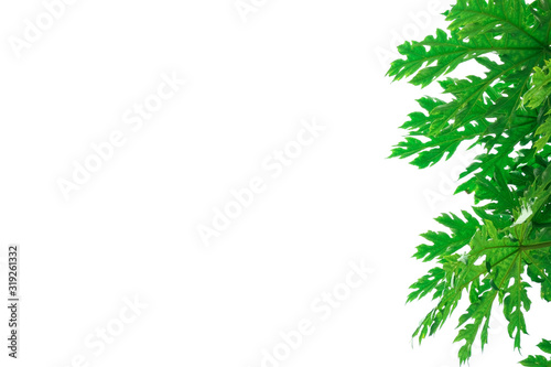 beauty fresh green papaya leaves textured right side on white background. copy space for typing text.