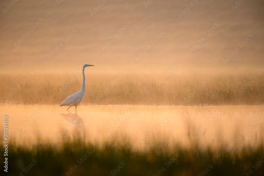 Obraz premium Great Egret in misty Morning