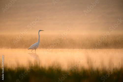 Great Egret in misty Morning