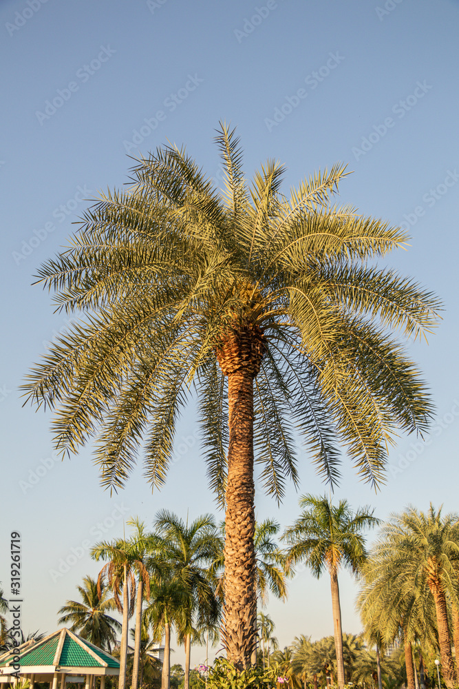 Silver date palm tree in a garden.Common names including the Indian date,Sugar date palm,wild date palm.(Phoenix sylvestris)