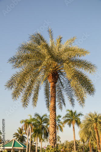 Silver date palm tree in a garden.Common names including the Indian date Sugar date palm wild date palm. Phoenix sylvestris 