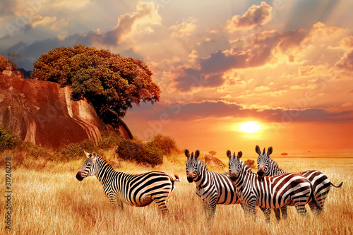 Zebry w afrykańskiej sawannie na tle pięknego zachodu słońca. Park Narodowy Serengeti. Tanzania. Afryka.