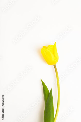 Fototapeta Naklejka Na Ścianę i Meble -  One tulip flower yellow on a white background.