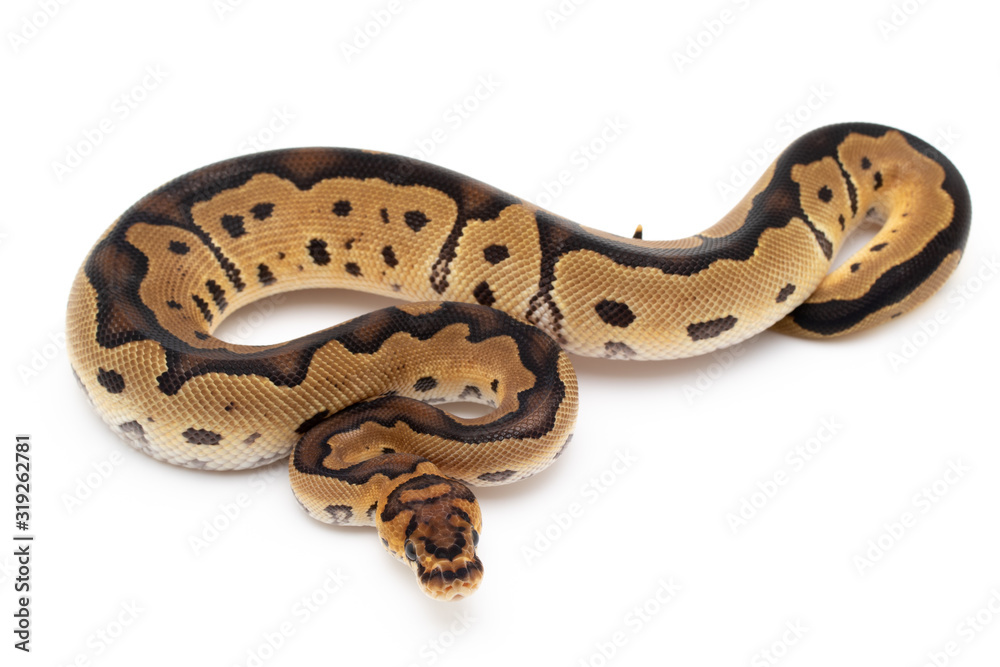 Ball Python Snake macro closeup isolated white background Ball Python Snake macro closeup isolated white background