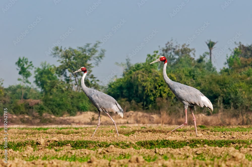 Fototapeta premium A couple of sarus crane waliking in the field
