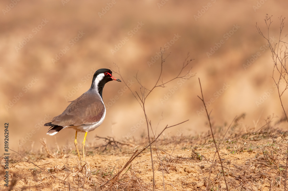A red wattled lapwing in dry grass A red wattled lapwing in dry grass