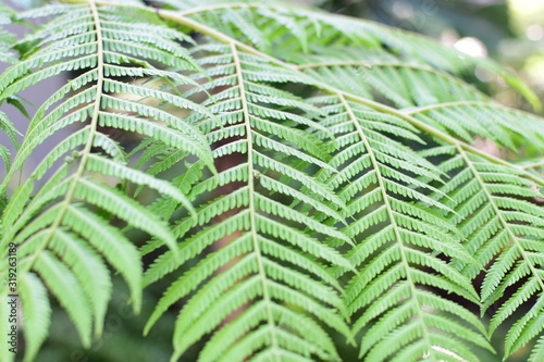  nature background of green leaves and textures