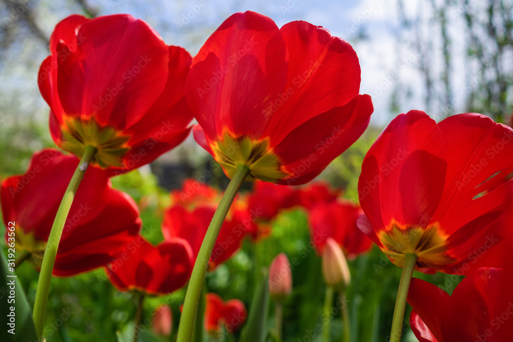 Red open tulips in the front garden among the green grass. Large tulips bloomed in the garden in the spring Red open tulips in the front garden among the green grass. Large tulips bloomed in the garden in the spring