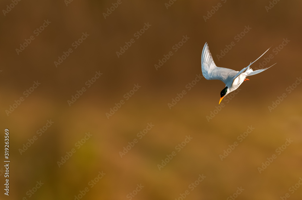 A river tern going down at a high speed in the air A river tern going down at a high speed in the air