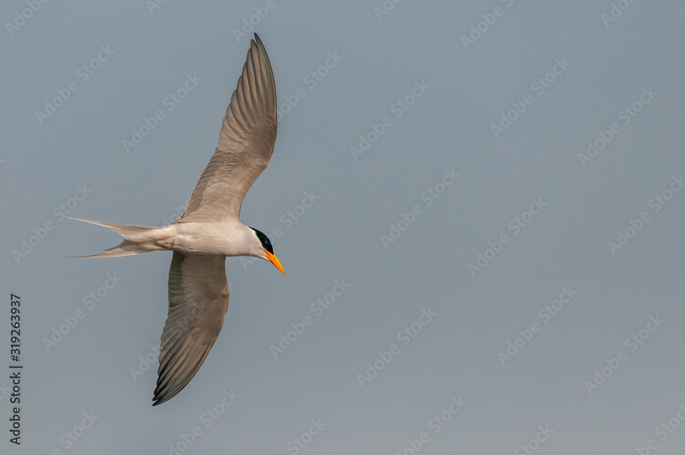 A river tern watching downward during flight A river tern watching downward during flight