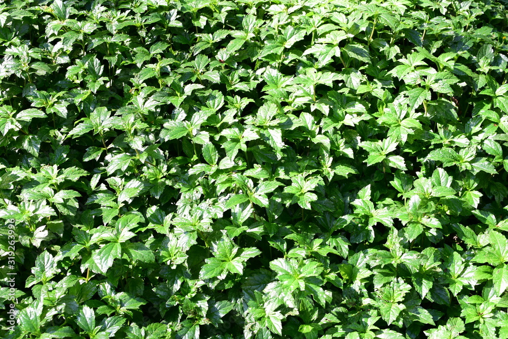  nature background of green leaves and textures