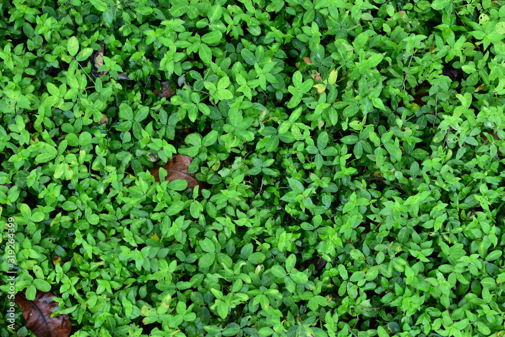 nature background of green leaves and textures nature background of green leaves and textures