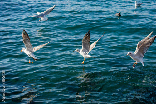 Seagulls are on and  over sea waters © berkay08