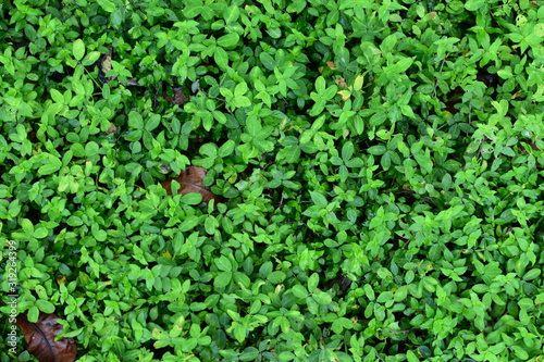  nature background of green leaves and textures