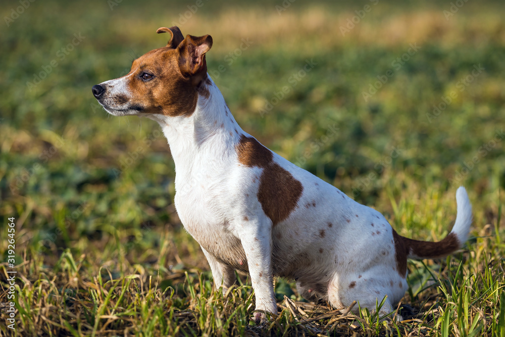 Beautiful Jack Russell Terrier on the grass. Beautiful Jack Russell Terrier on the grass.