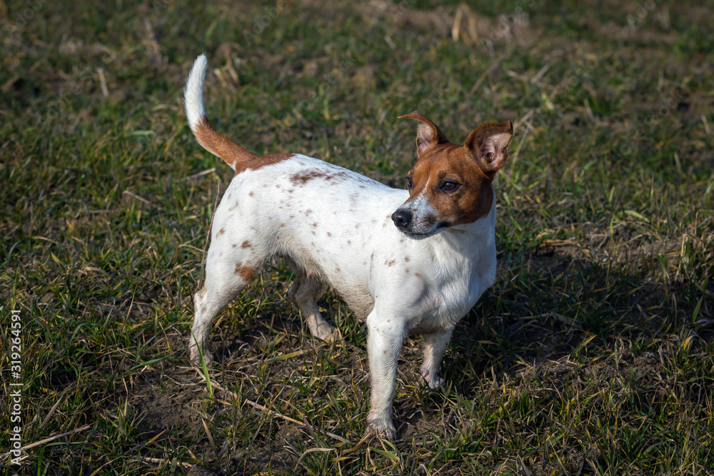 Beautiful Jack Russell Terrier on the grass. Beautiful Jack Russell Terrier on the grass.