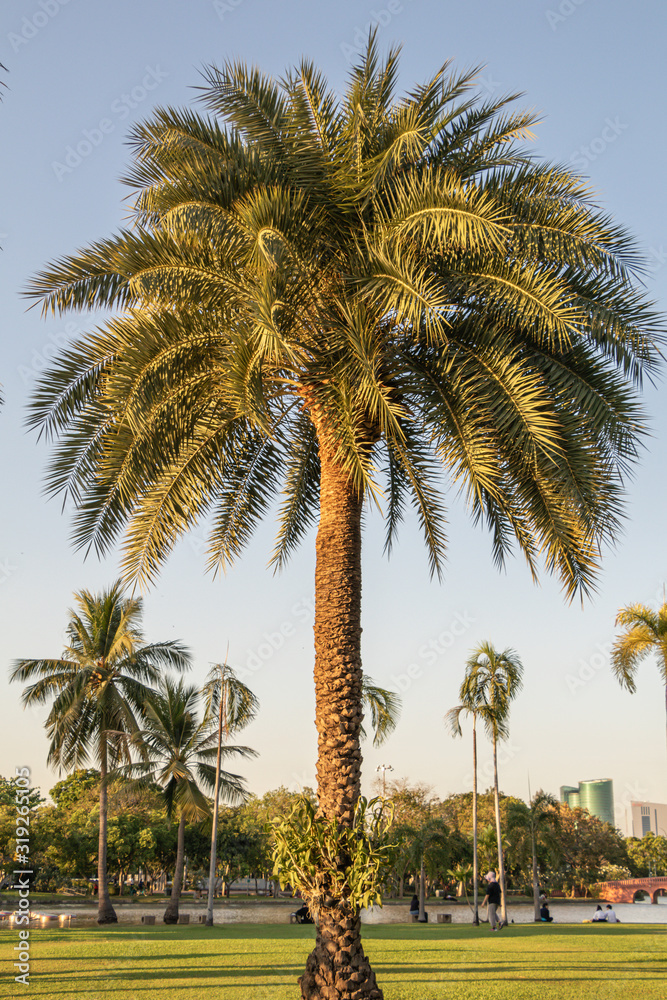 Silver date palm tree in a garden.Common names including the Indian date,Sugar date palm,wild date palm.(Phoenix sylvestris)