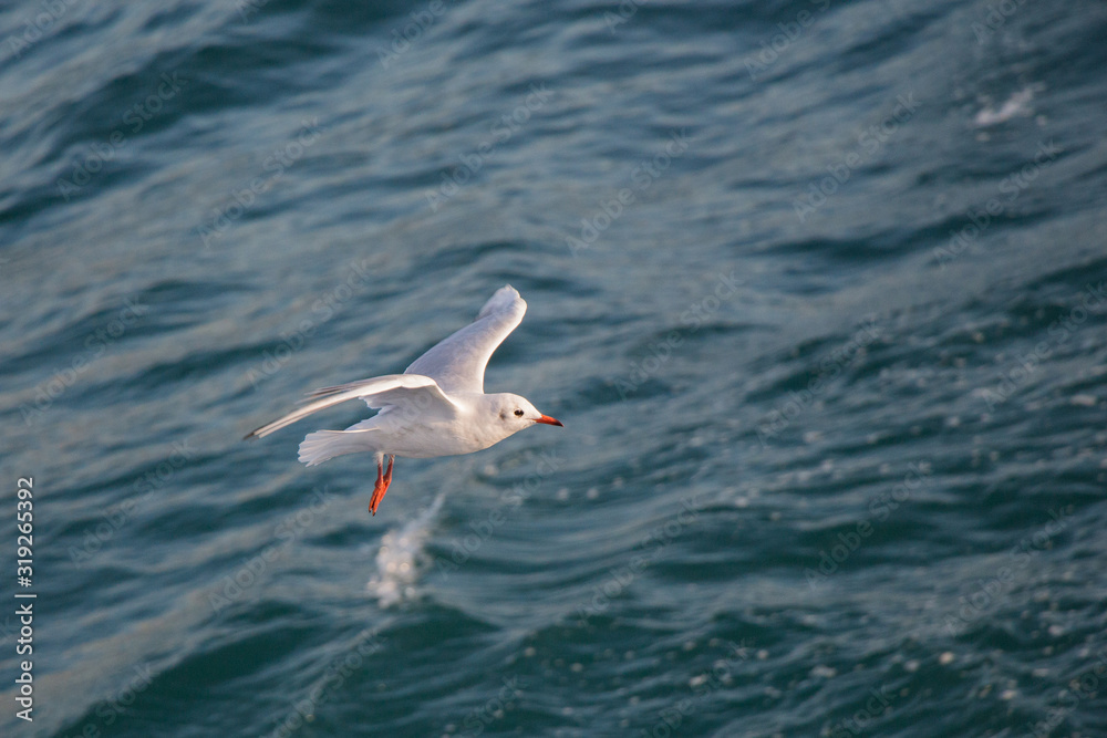 Single Seagull as seabird is over sea water Single Seagull as seabird is over sea water