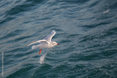 Single Seagull as seabird is over sea water © berkay08