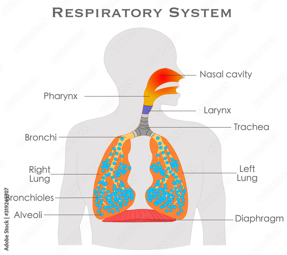 Human Respiratory System Diagram Anatomy Explanations Annotated Human Respiratory System Diagram Anatomy Explanations Annotated
