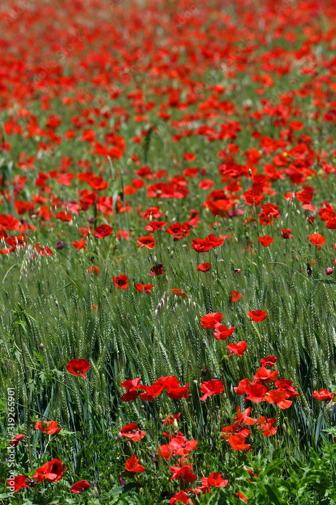 red poppies in a wheat field in Tuscany near San Quirico d'Orcia (Siena). Italy.