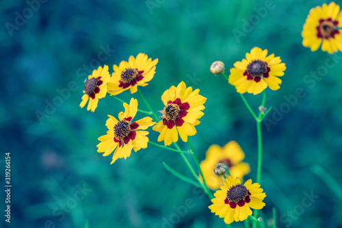 Selective focus  Plains coreopsis or garden tickseed flower in a garden.Beautiful blurred blossom  flower in nature.