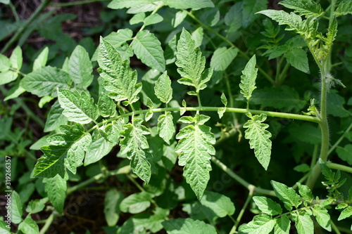 Wallpaper Mural  nature background of green leaves and textures Torontodigital.ca
