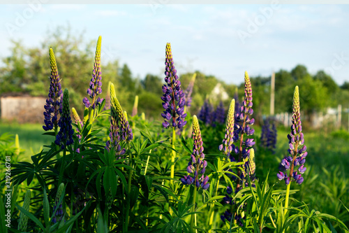 Bush of blooming purple lupine