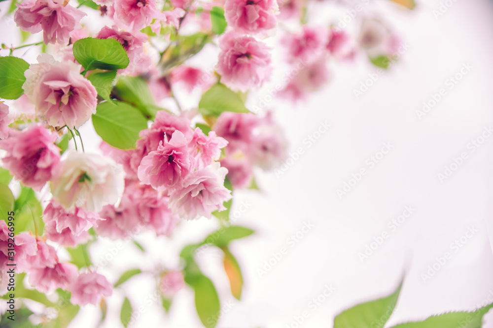 Delicate pink blooming sakura, copy space. Beautiful Abstract spring background, minimal composition. Romantic floral backdrop. Pastel colors, close-up