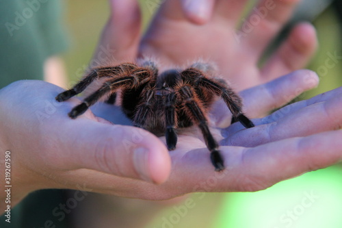 Large Tarantula Spider Being Held on a Palm of a Hand.