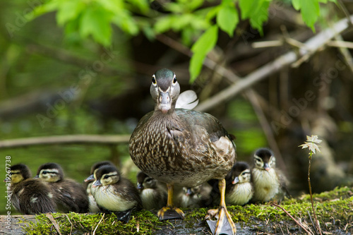 Canvas Print wood duck female with ducklings