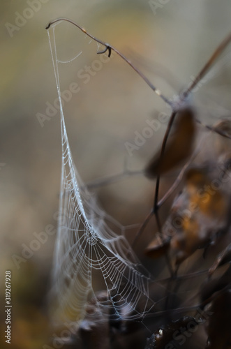 Raindrops on the web