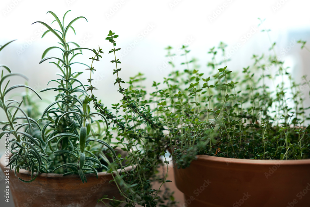 Indoor microgreens and garden room concept. Green spices rosemary and oregano plant on windowsill in winter and autumn season. Nature background with copyspace. Stock photo.
