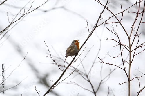 Ein Rotkehlchen sitzt im Winter auf einem dünnen Ast und singt mit weit geöffnetem Schnabel, Erithacus rubecula