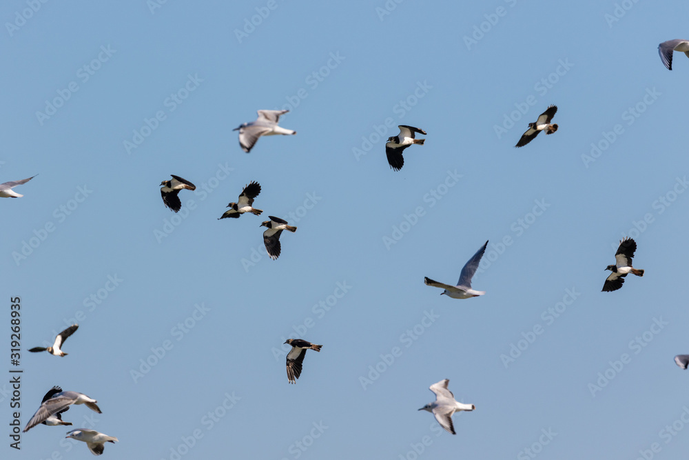 Flock of the northern lapwing (Vanellus vanellus), Vransko jezero, Croatia Flock of the northern lapwing (Vanellus vanellus), Vransko jezero, Croatia