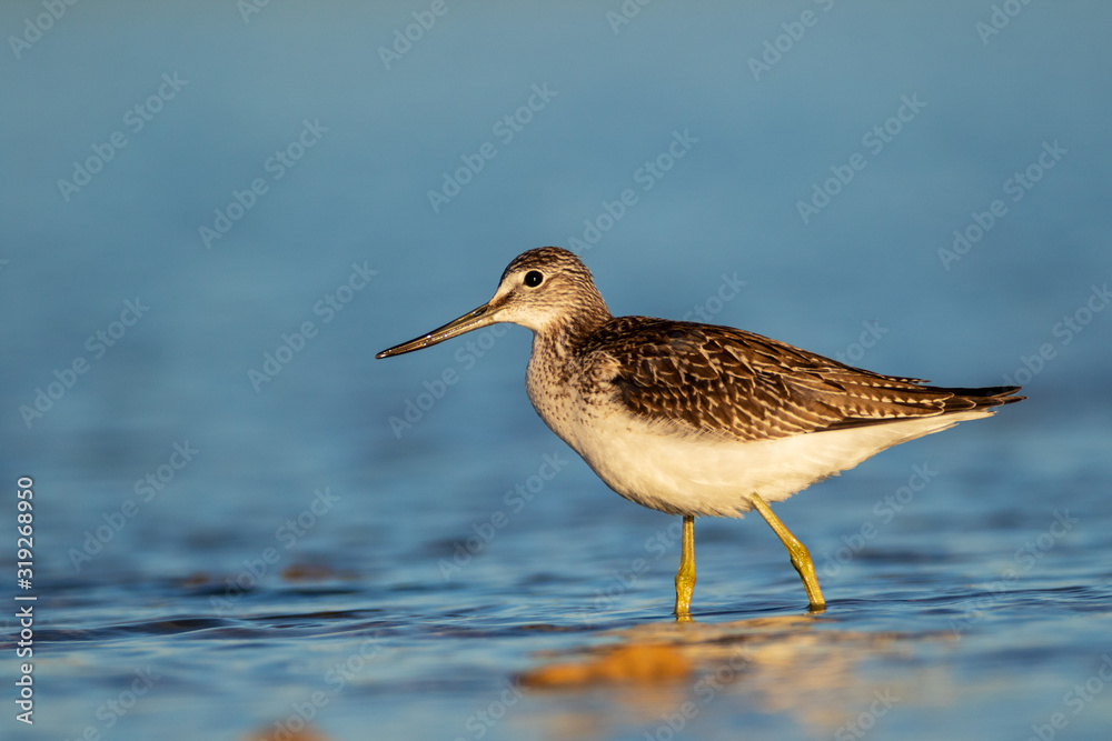 Common greenshank wading in a shallow lake, Vrana Lake, Croatia Common greenshank wading in a shallow lake, Vrana Lake, Croatia