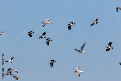 Flock of the northern lapwing (Vanellus vanellus), Vransko jezero, Croatia © Goran
