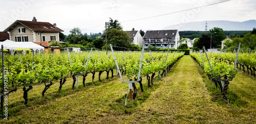 Vineyard and villas in Geneva during Satigny open cellar (Satigny caves ouvertes) 