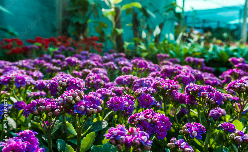 colorful Gillyflower. It is also known as Clove Pink Dianthus