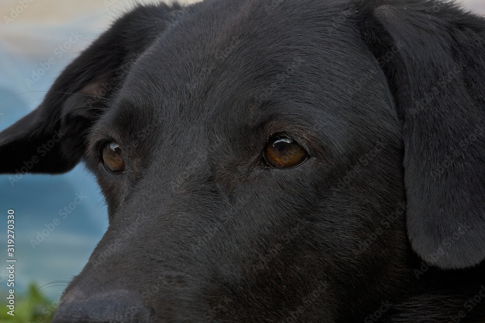 extreme close up of a black dog's head (Labrador) from the side